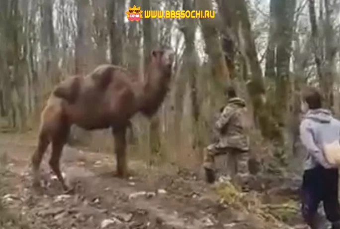 В Сочи нашли сбежавшего верблюда, поиски которого велись больше месяца (ВИДЕО)
