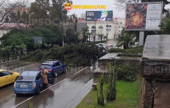 В Сочи у ж/д вокзала рухнуло дерево, придавив машину с людьми